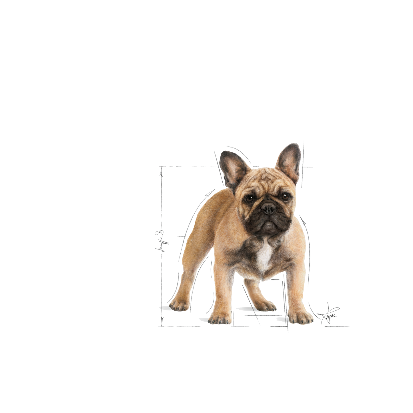 Royal Canin French Bulldog Adult Torrfoder för hund