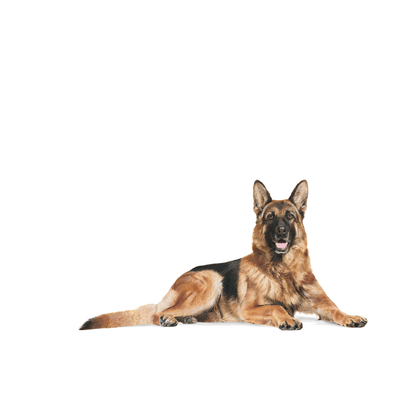Royal Canin German Shepherd 5+ Torrfoder för hund