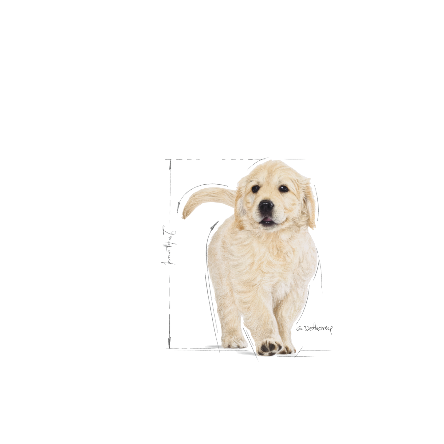 Royal Canin Golden Retriever Puppy Torrfoder för hundvalp