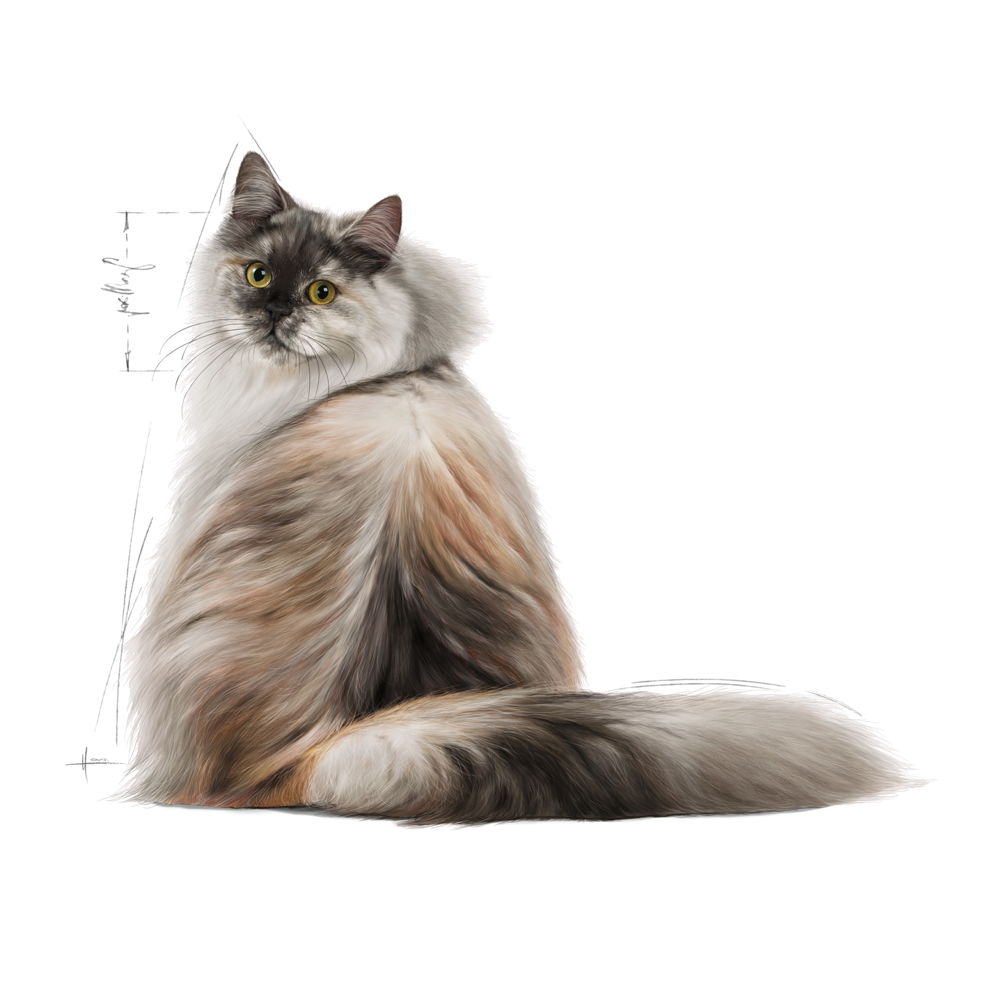 Royal Canin Hair &amp; Skin Care Adult Torrfoder för katt