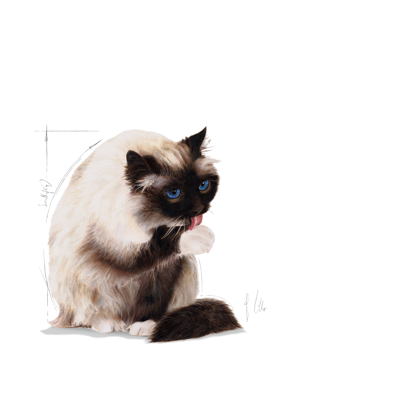 Royal Canin Hairball Care Adult Torrfoder för katt