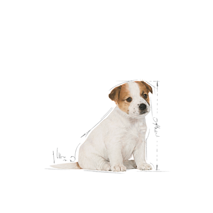 Royal Canin Jack Russel Puppy Torrfoder för hundvalp