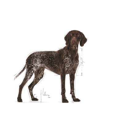 Royal Canin Digestive Care Adult MAXI Torrfoder för hund