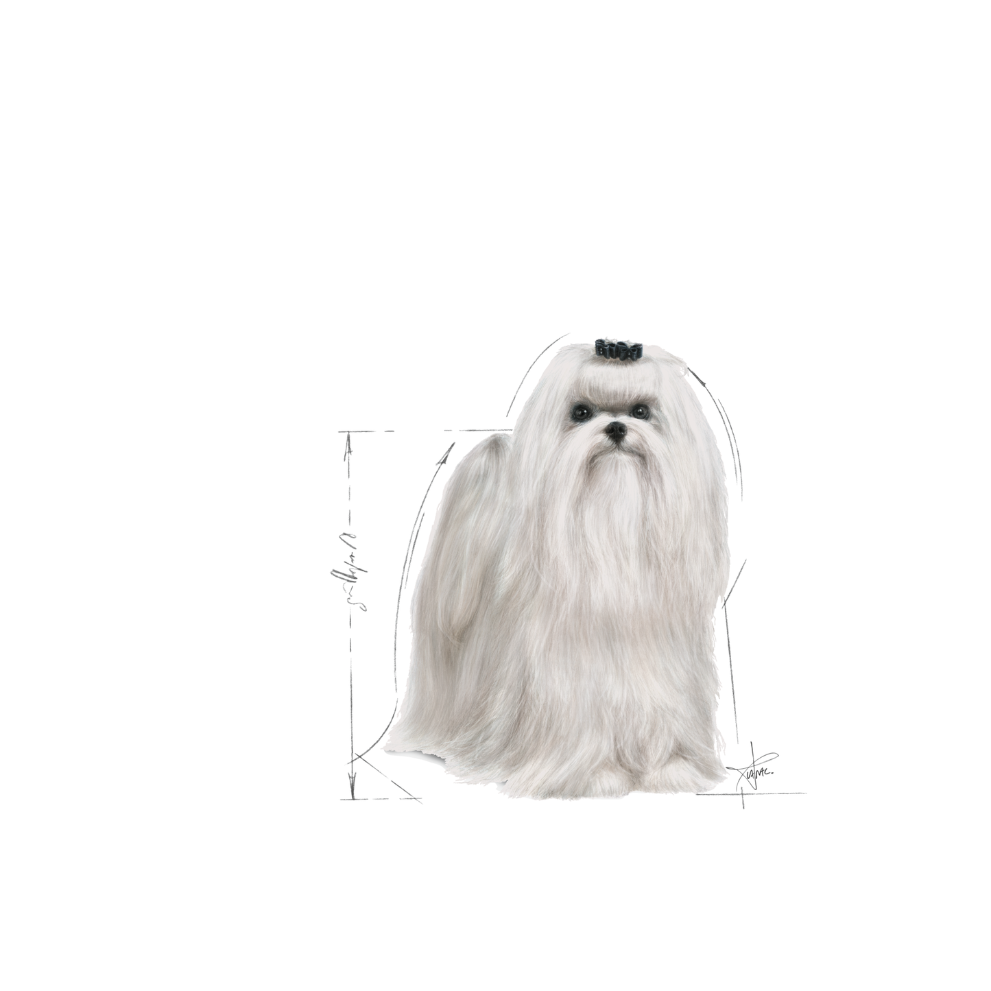 Royal Canin Maltese Adult Torrfoder för hund