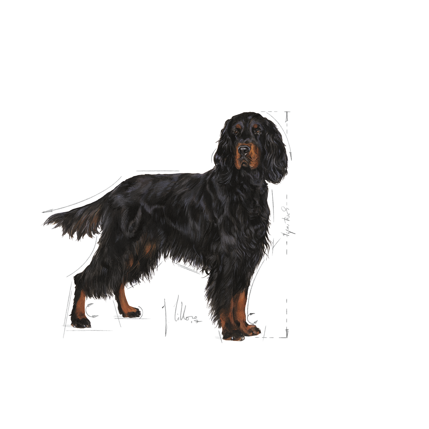 Royal Canin Sterilised Adult MAXI Torrfoder för hund