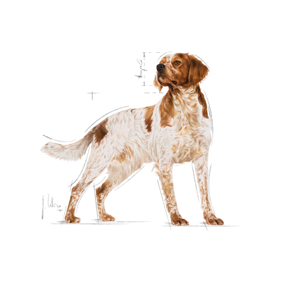 Royal Canin SHN Medium Adult Våtfoder för hund