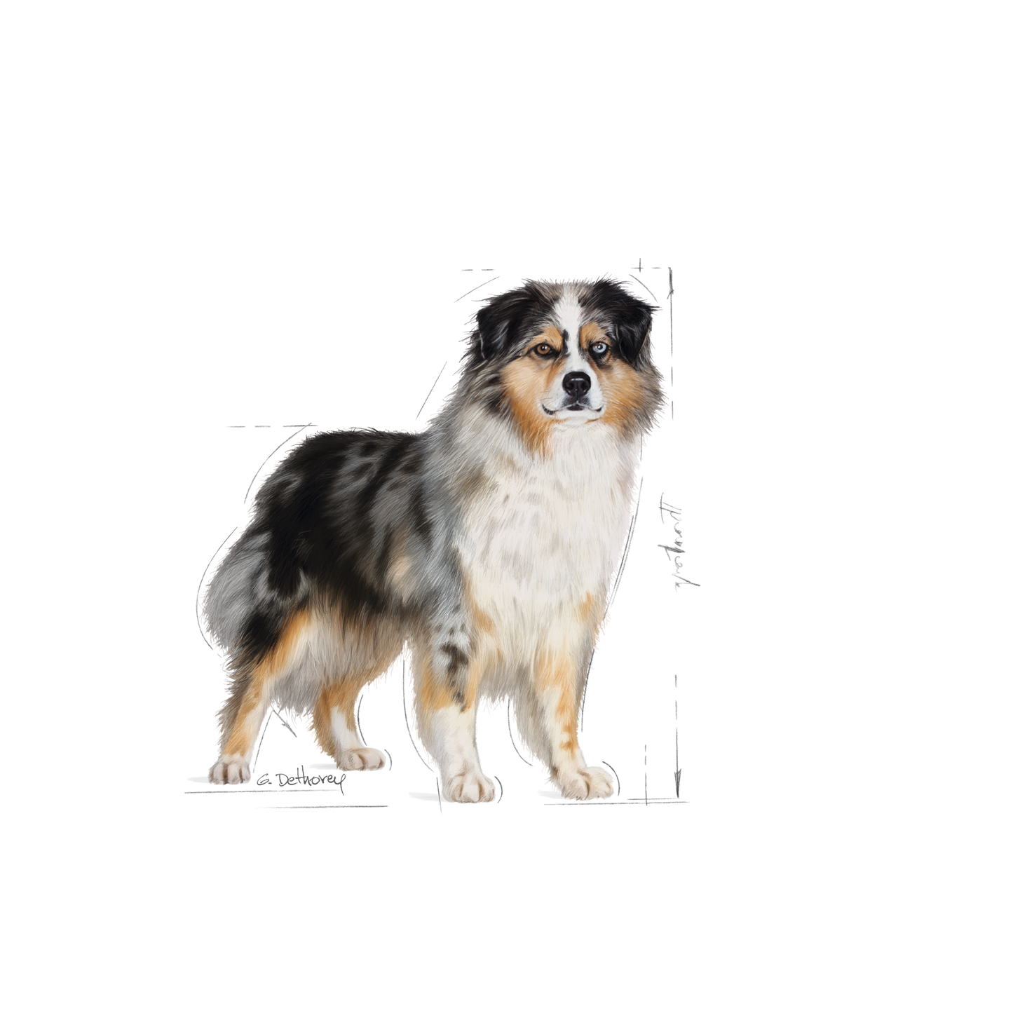 Royal Canin Sterilised Adult MEDIUM Torrfoder för hund