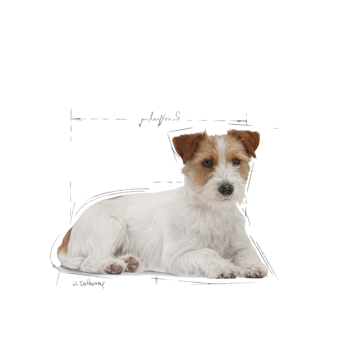 Royal Canin Mini Ageing Våtfoder för hund