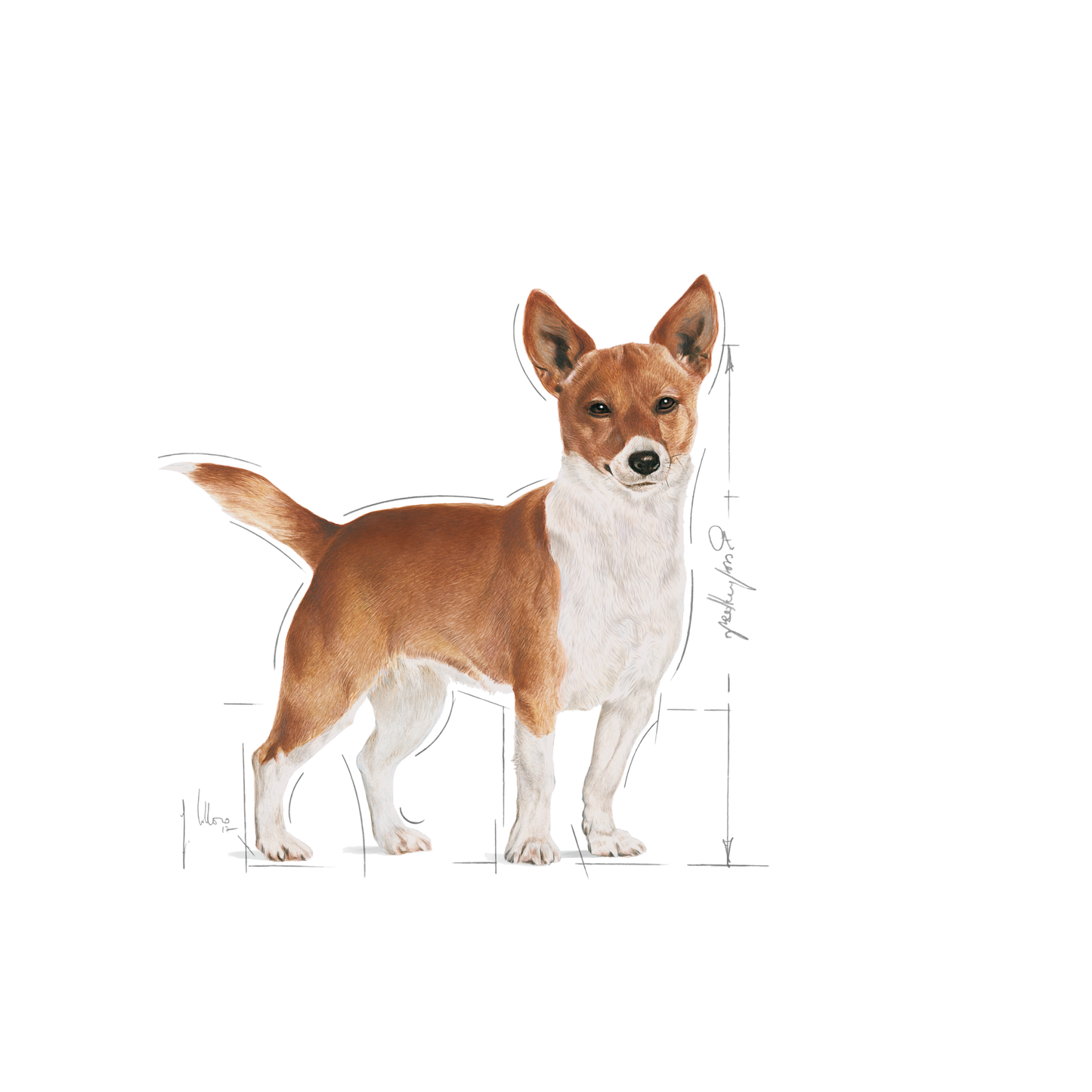 Royal Canin Urinary Care Adult Våtfoder för hund