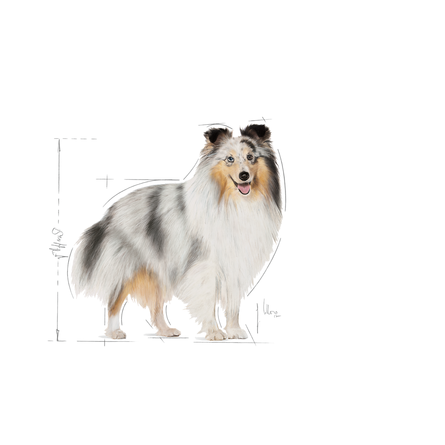 Royal Canin Coat Care Adult MINI Torrfoder för hund