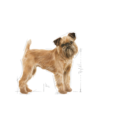 Royal Canin Dental Care Adult MINI Torrfoder för hund