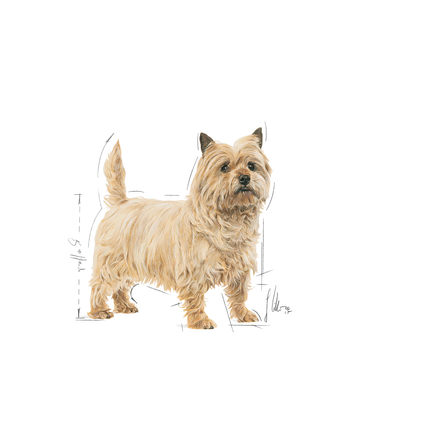 Royal Canin Light weight Care Adult MINI Torrfoder för hund