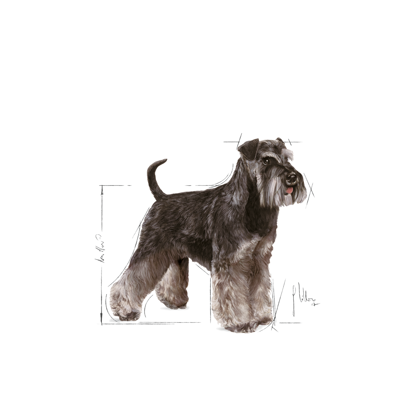Royal Canin Miniature Schnauzer Adult Torrfoder för hund