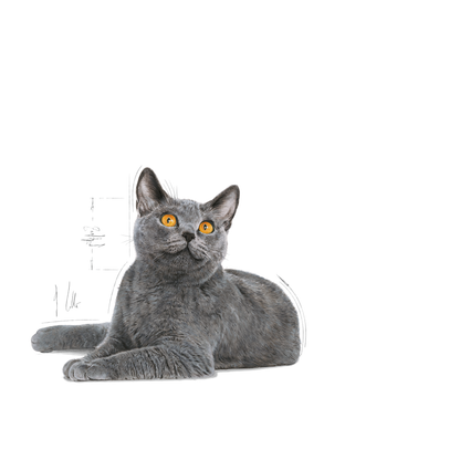 Royal Canin Dental Care Adult Torrfoder för katt