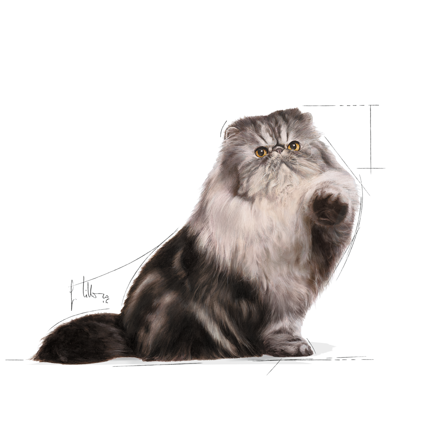 Royal Canin Persian Adult Våtfoder för katt