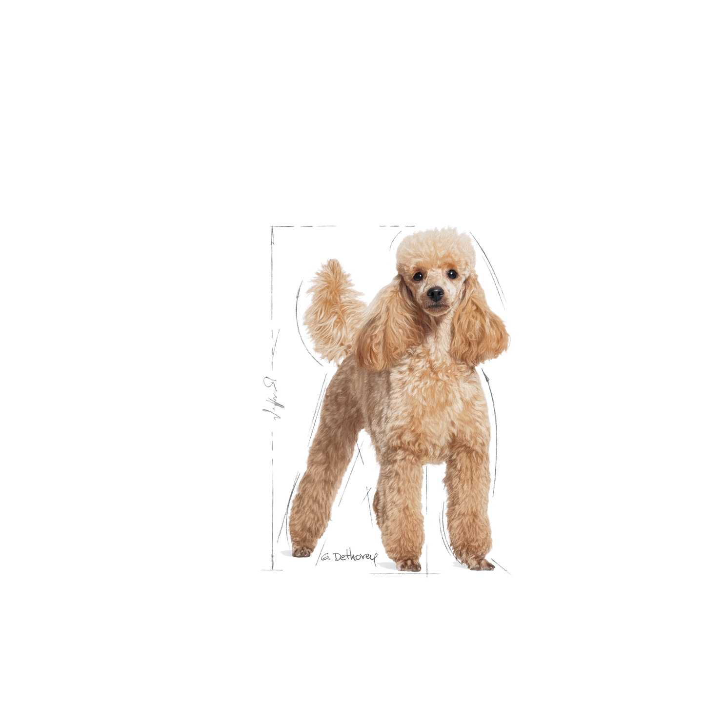Royal Canin Poodle Adult Torrfoder för hund