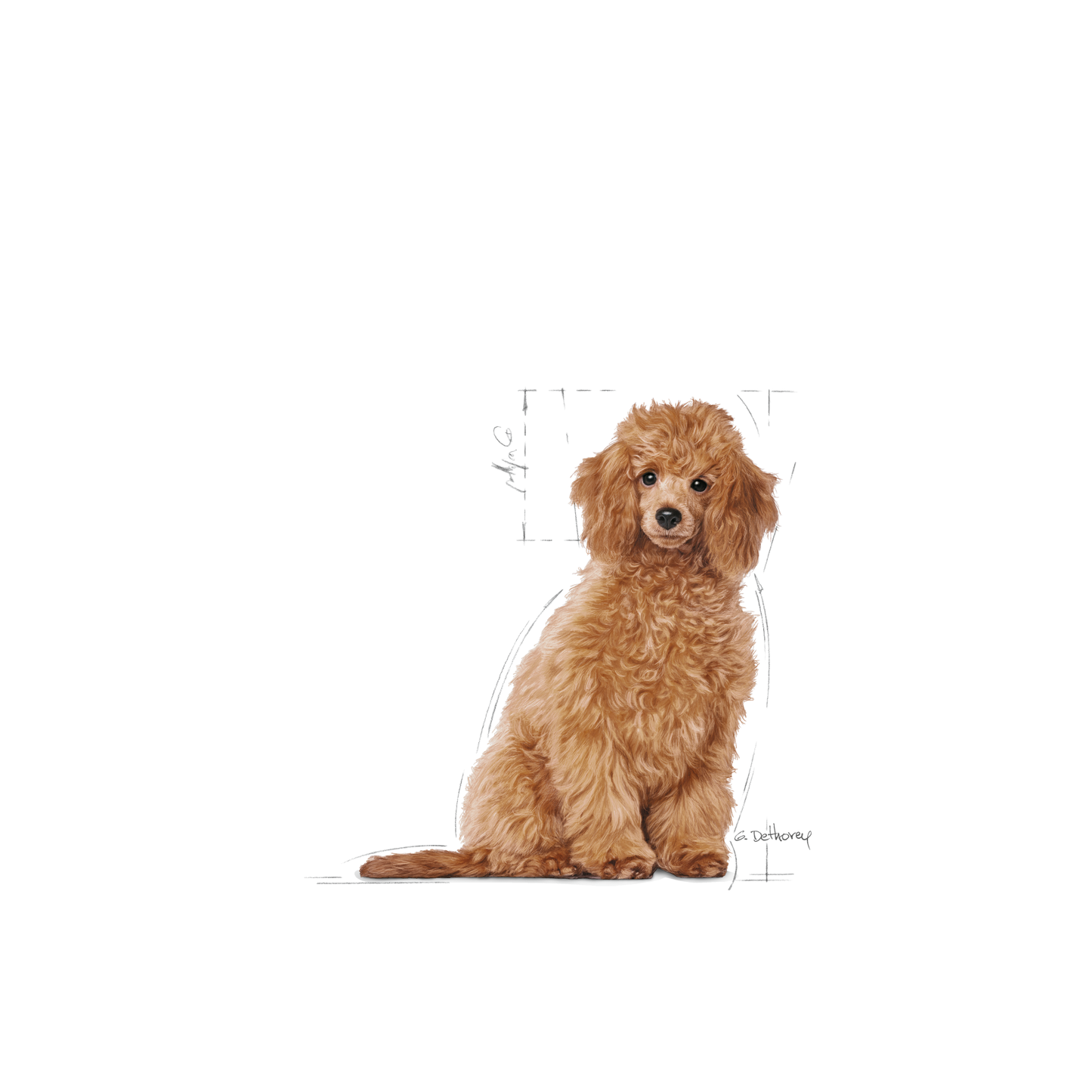 Royal Canin Poodle Puppy Torrfoder för hundvalp