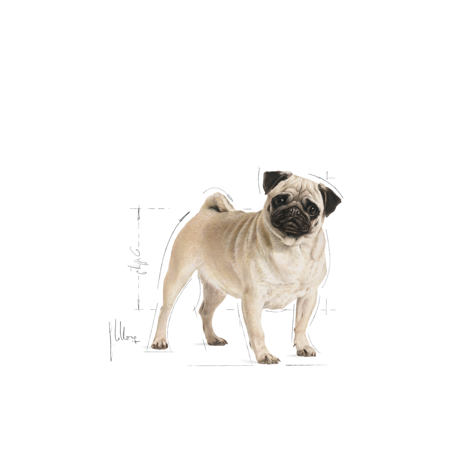 Royal Canin Pug Adult Torrfoder för hund