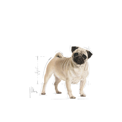 Royal Canin Pug Adult Torrfoder för hund