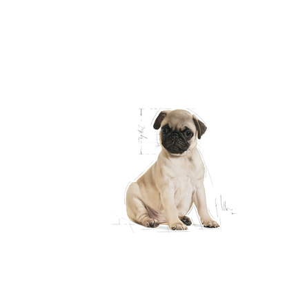 Royal Canin Pug Puppy Torrfoder för hundvalp