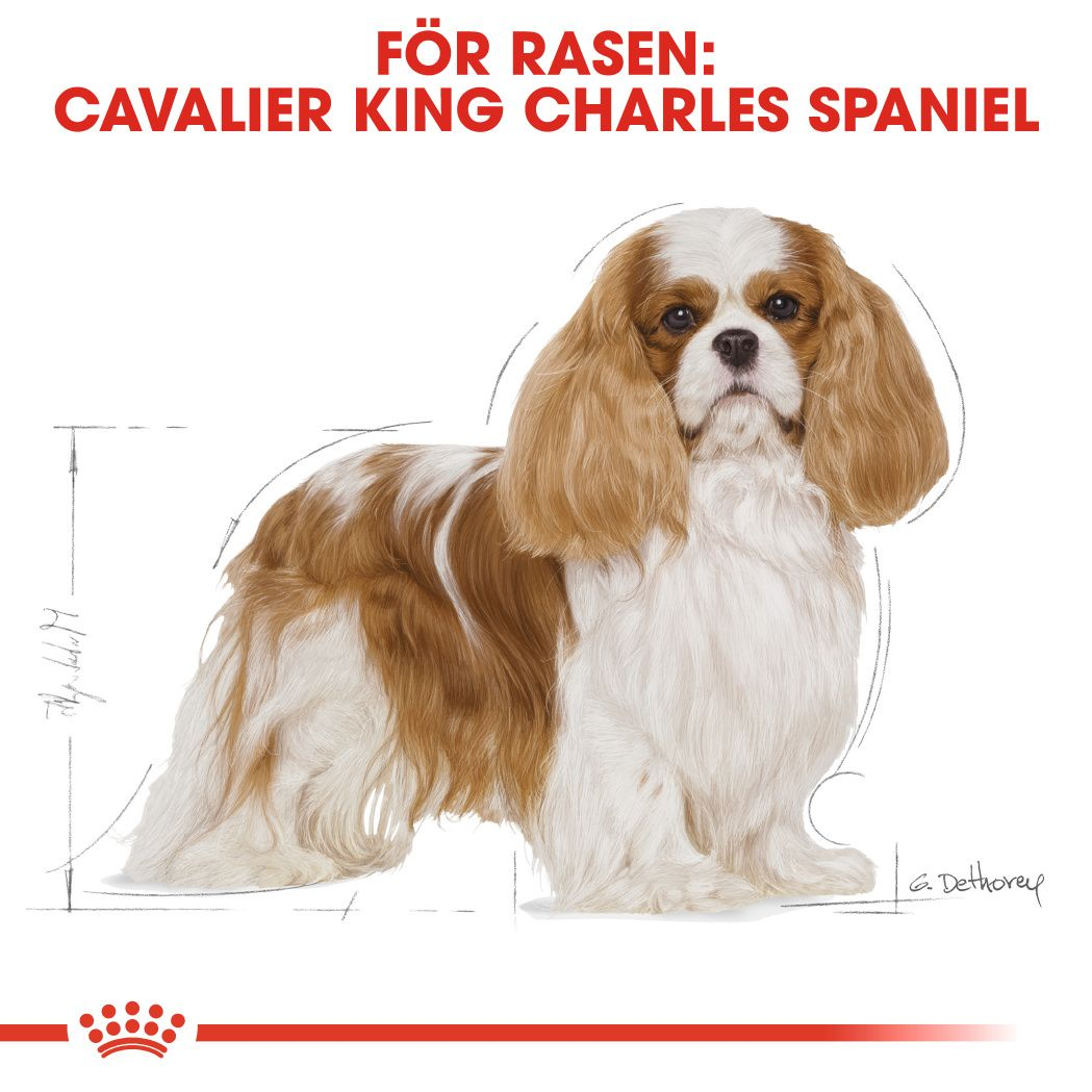 Royal Canin Cavalier King Charles Adult Torrfoder för hund