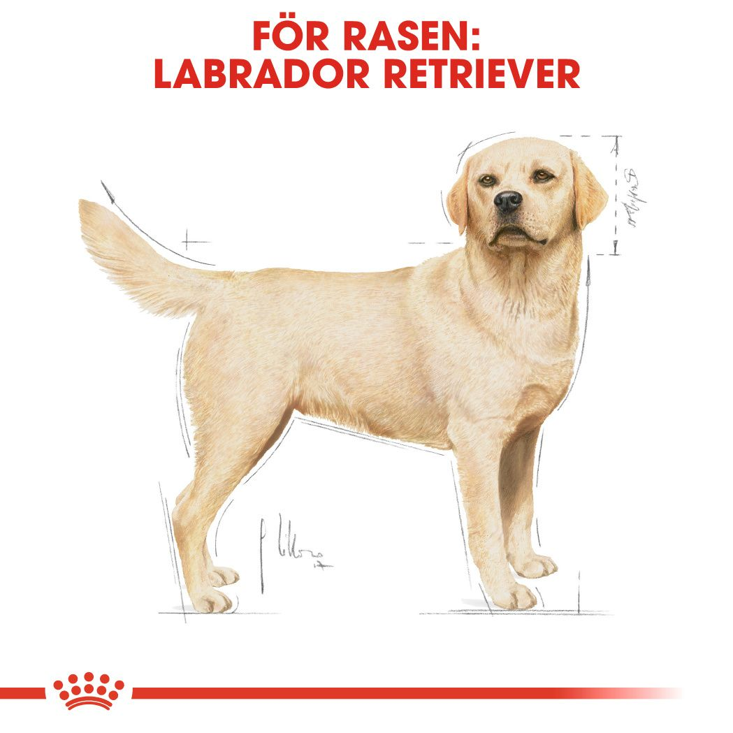 Royal Canin Labrador Retriever Adult Torrfoder för hund