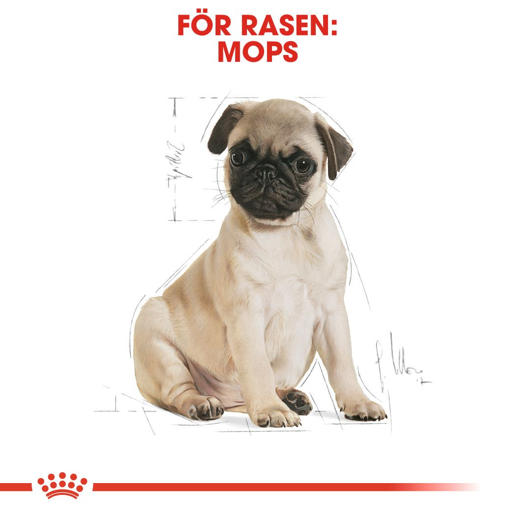 Royal Canin Pug Puppy Torrfoder för hundvalp
