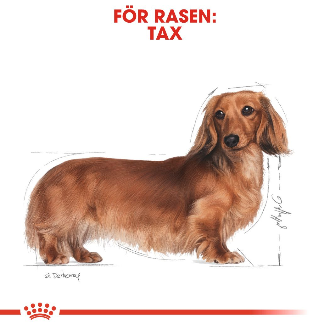 Royal Canin Dachshund Adult Våtfoder för hund