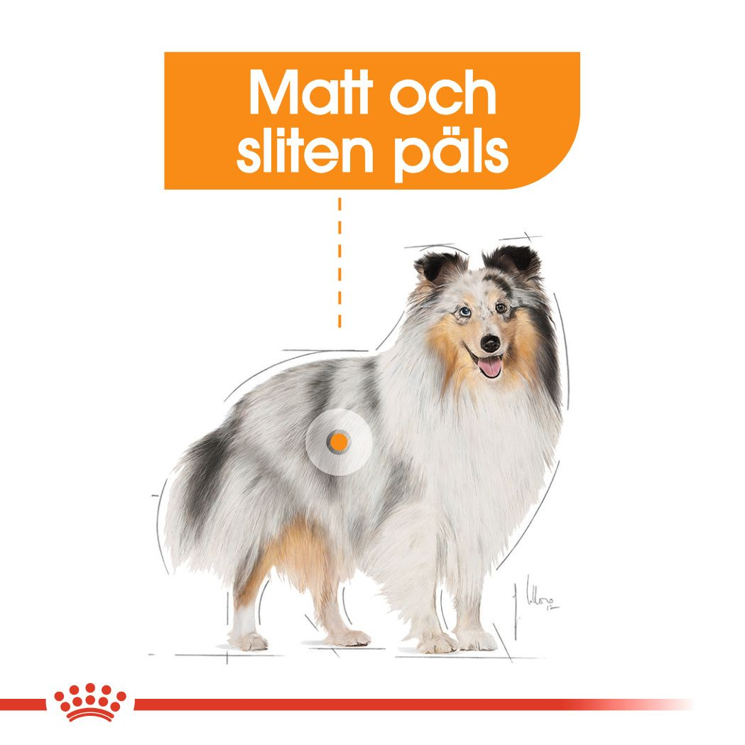 Royal Canin Coat Care Adult MINI Torrfoder för hund