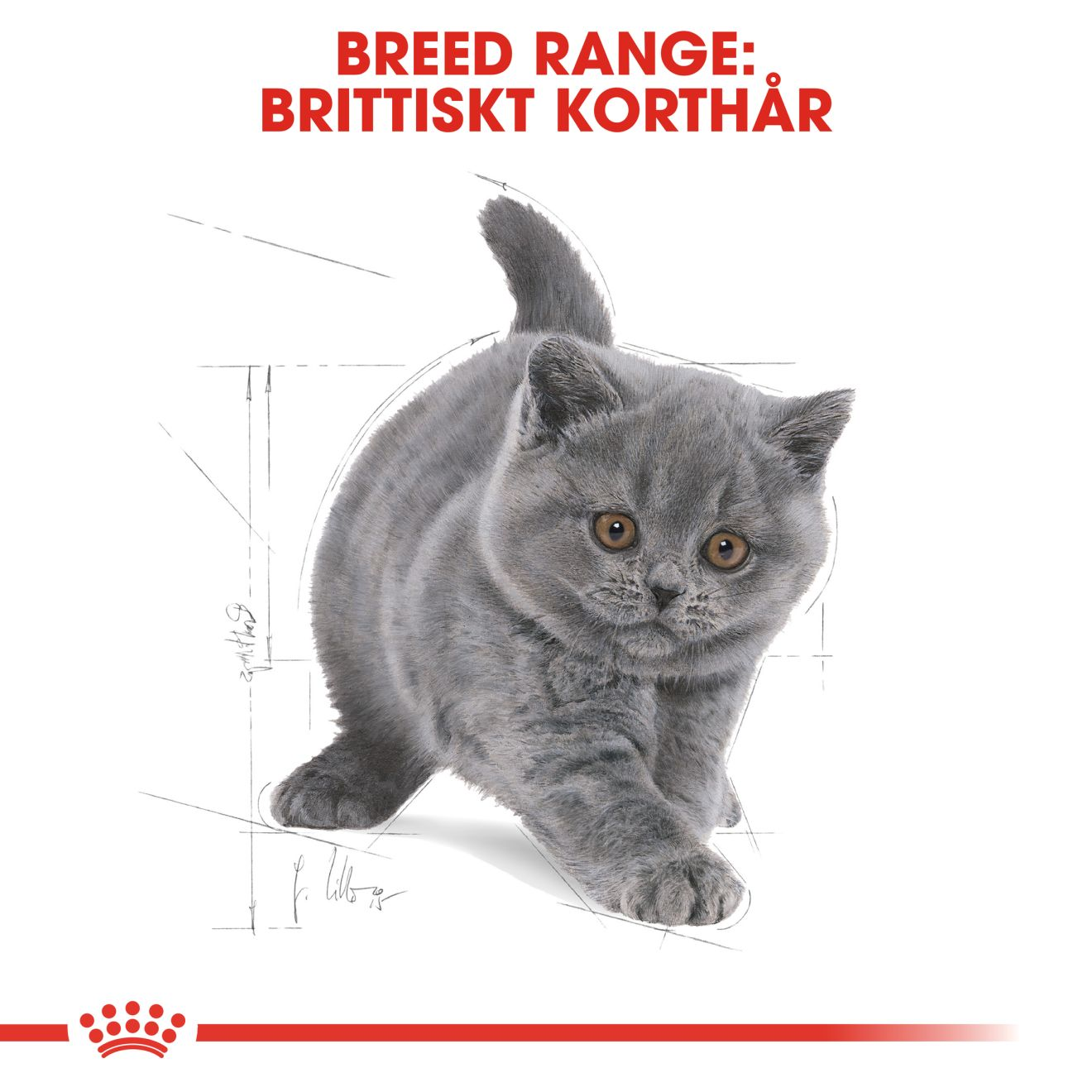 Royal Canin British Shorthair Kitten Torrfoder för kattunge