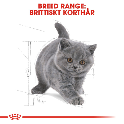 Royal Canin British Shorthair Kitten Torrfoder för kattunge
