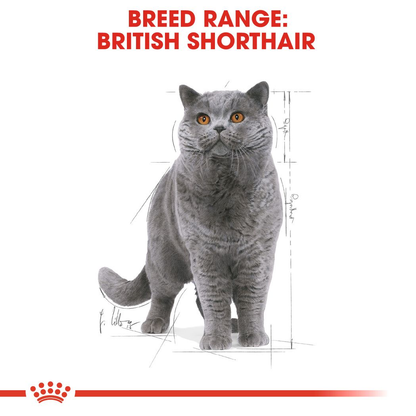 Royal Canin British Shorthair Adult Våtfoder för katt