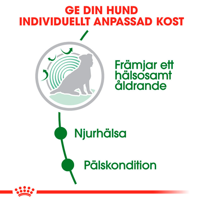 Royal  Canin MINI Ageing 12+ Ageing Torrfoder för hund