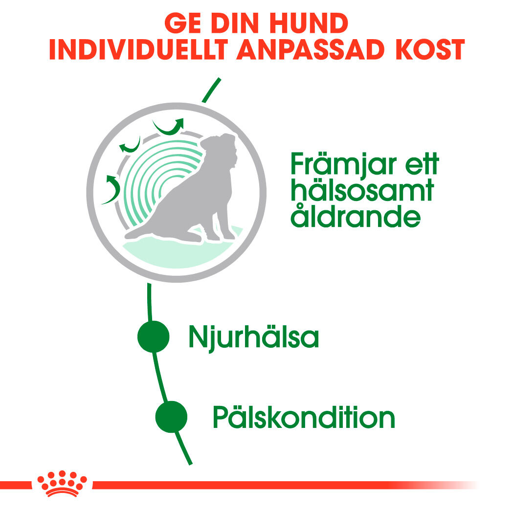 Royal Canin Mini Ageing Våtfoder för hund