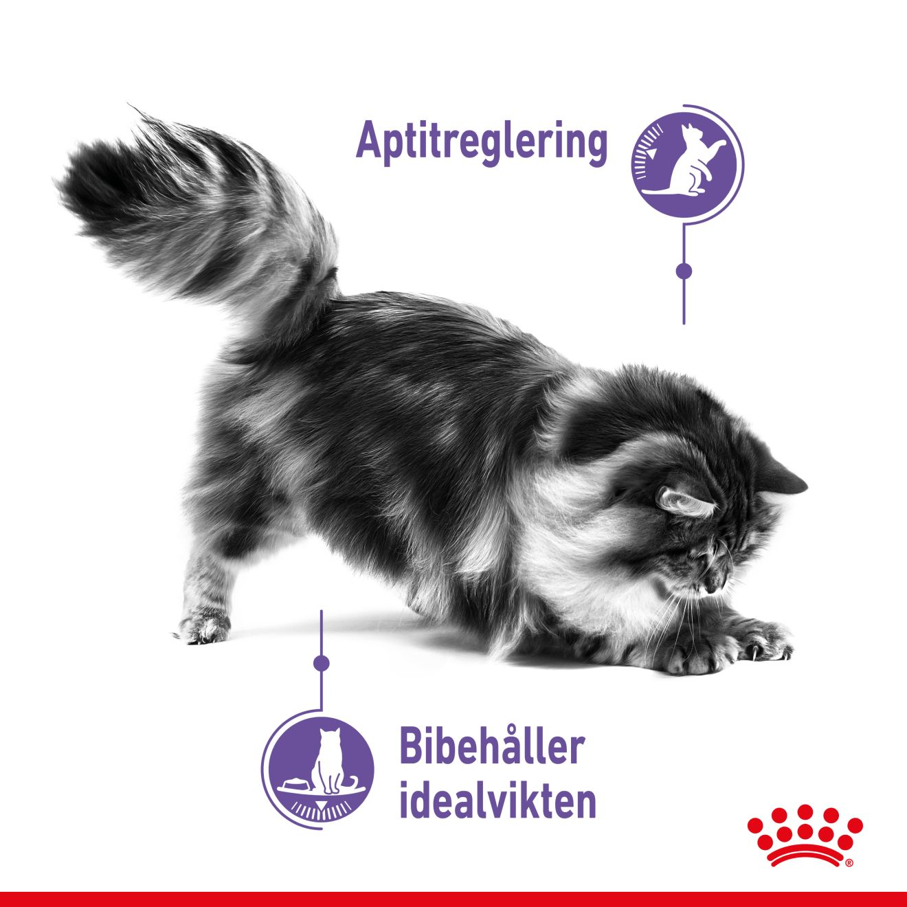 Royal Canin Appetite Control Care Adult Torrfoder för katt