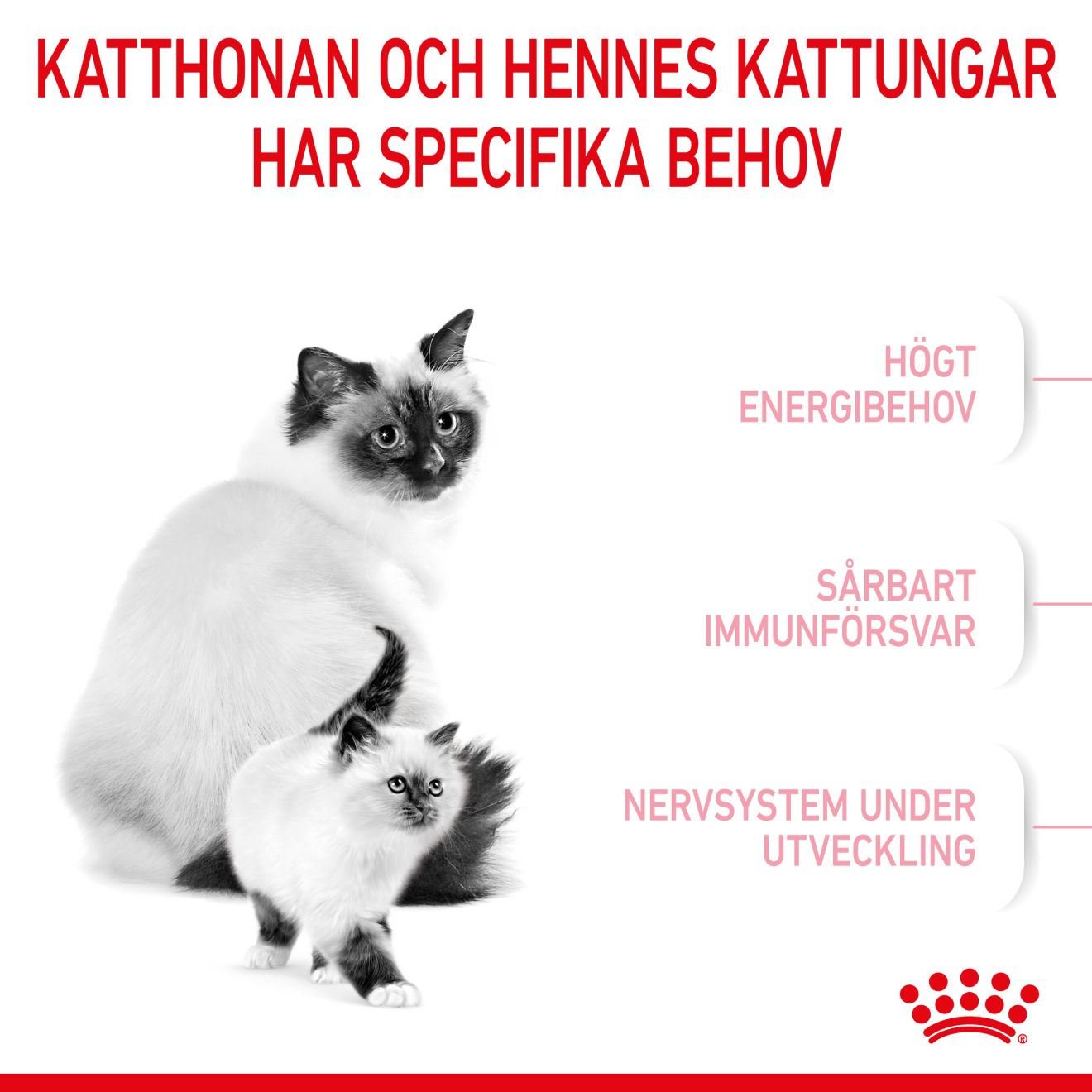 Royal Canin Mother & Babycat Torrfoder för kattunge