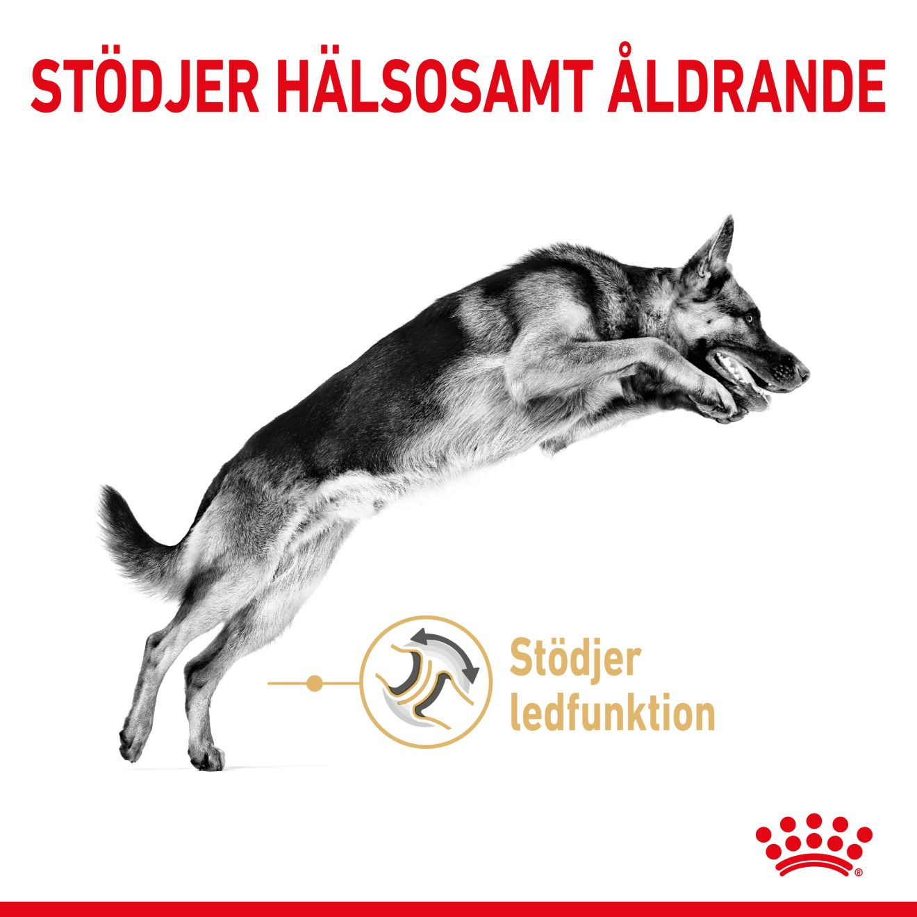 Royal Canin German Shepherd 5+ Torrfoder för hund