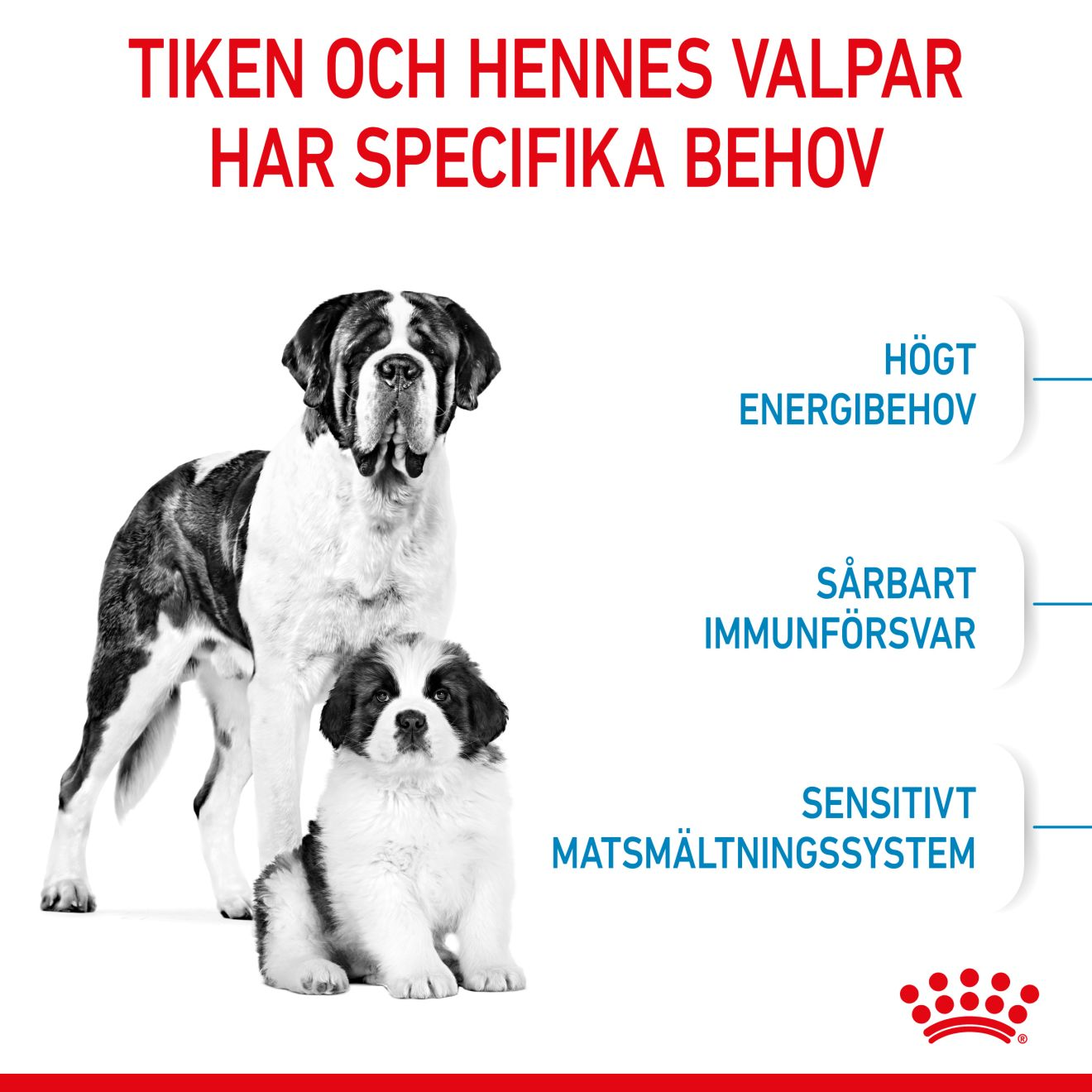 Royal Canin Giant Starter Torrfoder för hundvalp
