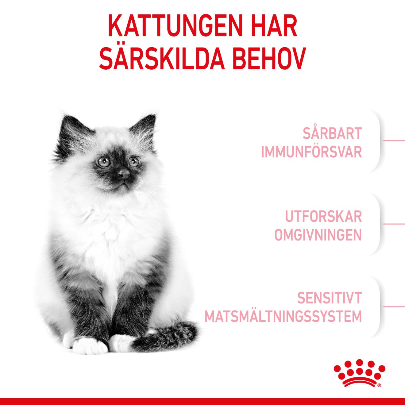 Royal Canin Kitten Torrfoder för kattunge