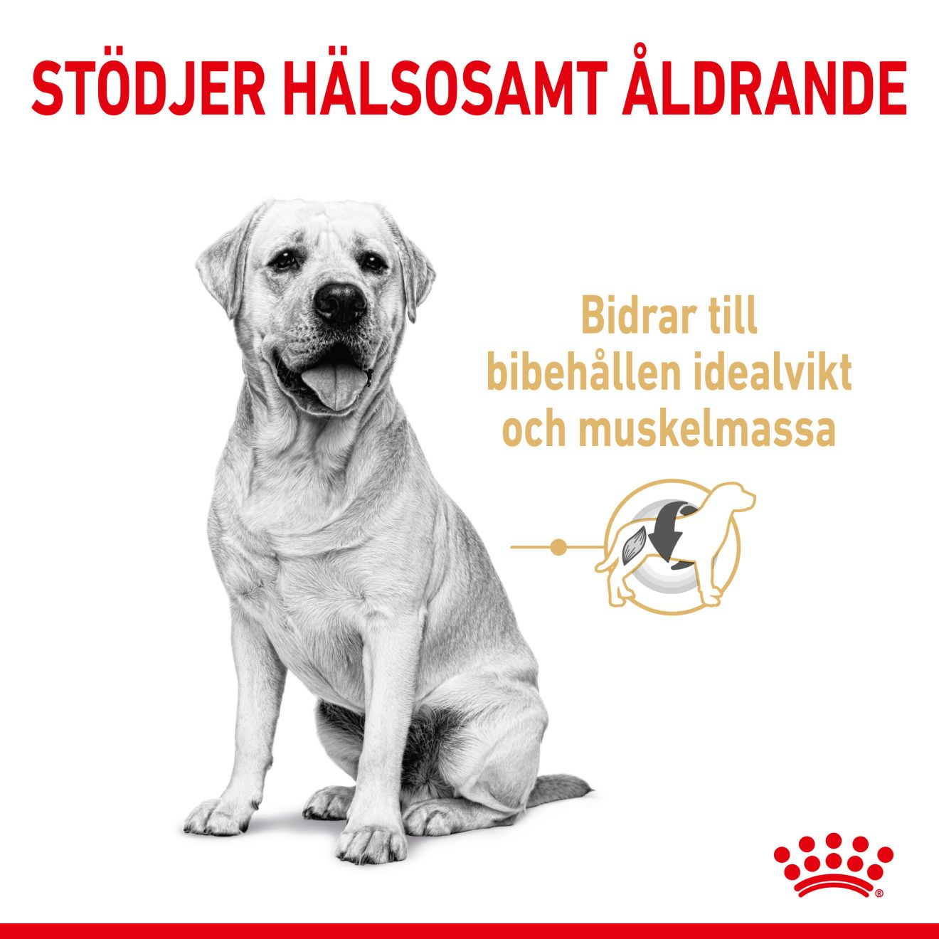 Royal Canin Labrador Retriever Adult 5+ Torrfoder för hund