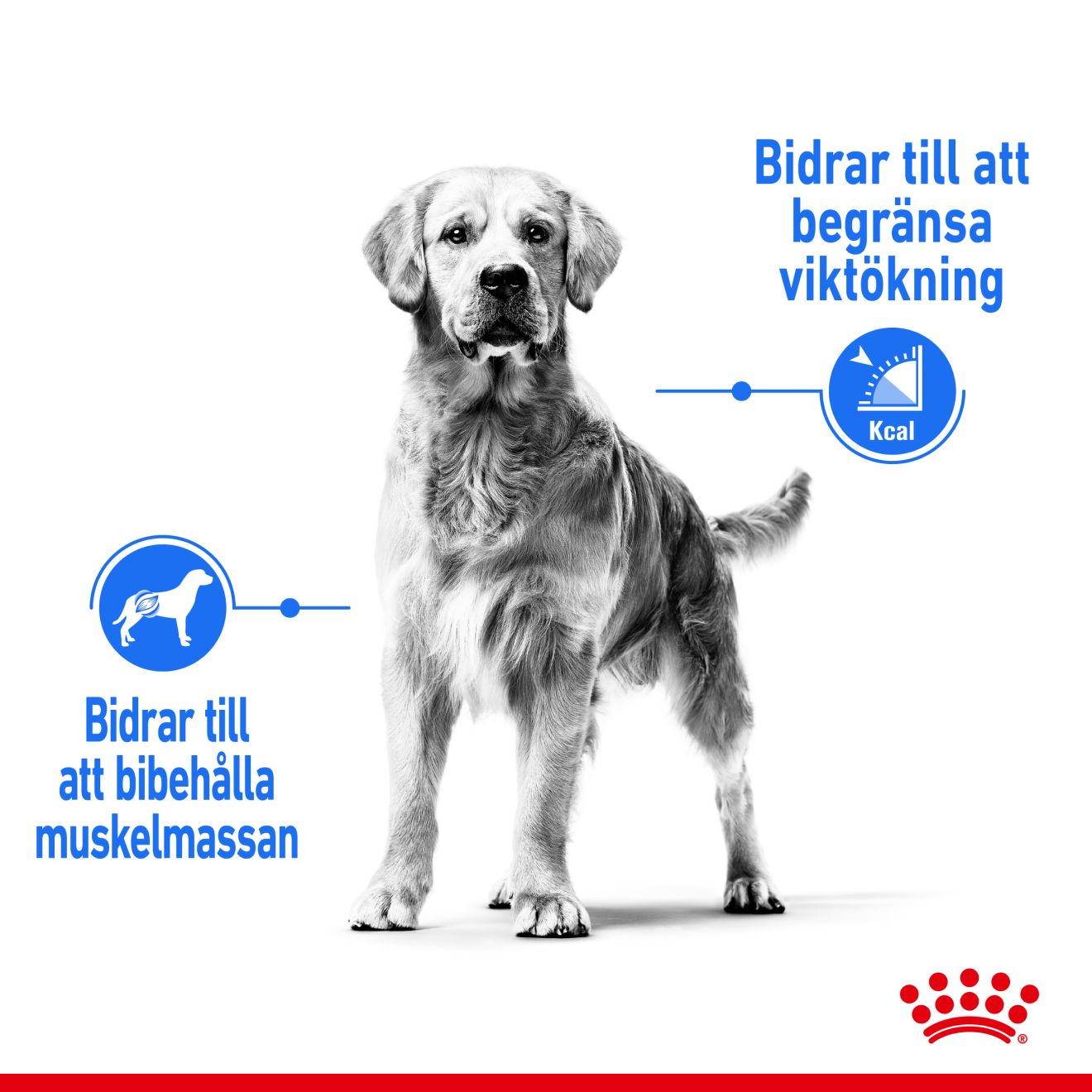 Royal Canin Light weight Care Adult MAXI Torrfoder för hund