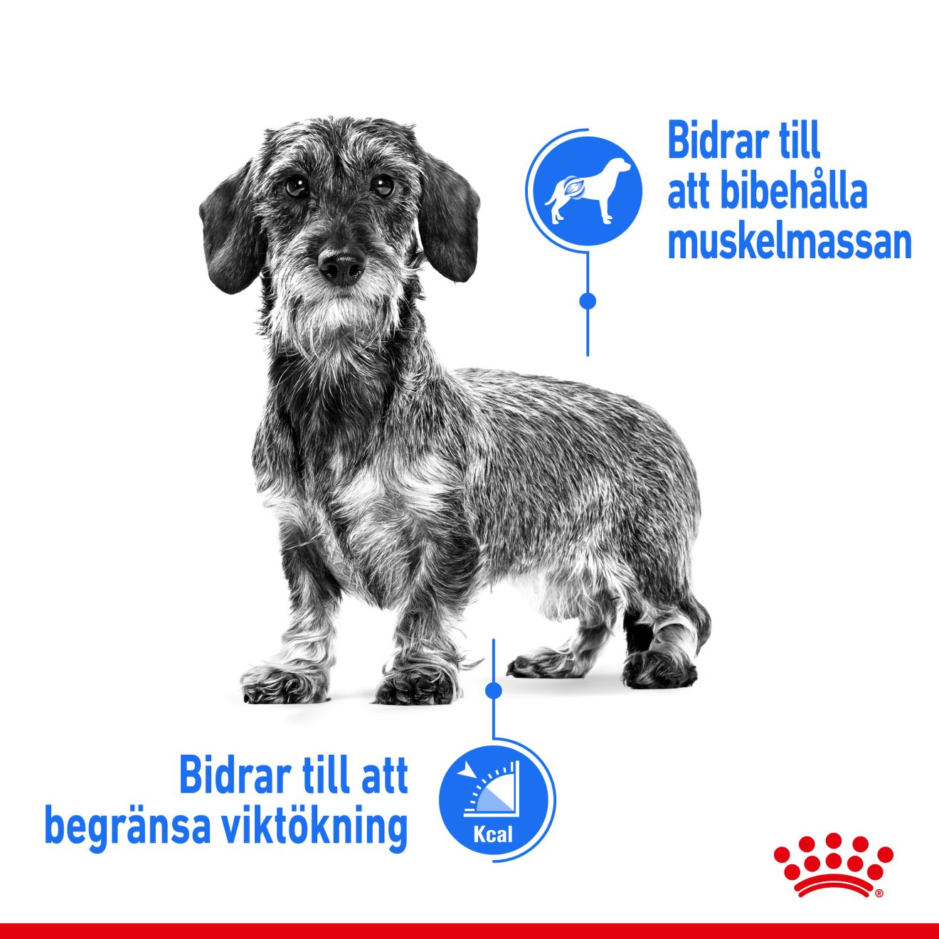 Royal Canin Light weight Care Adult MINI Torrfoder för hund