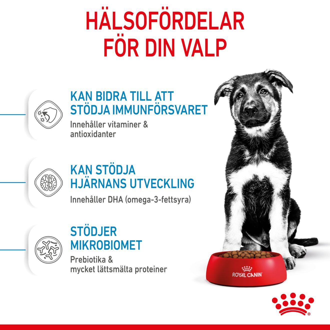 Royal Canin Maxi Puppy Torrfoder för hundvalp