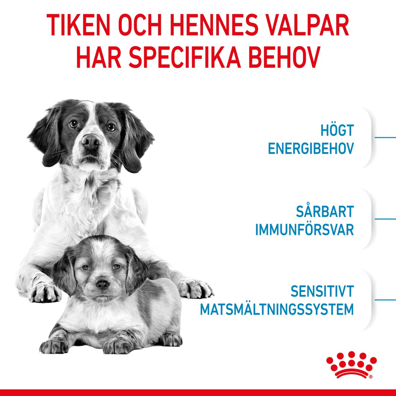 Royal Canin Medium Starter Torrfoder för hundvalp