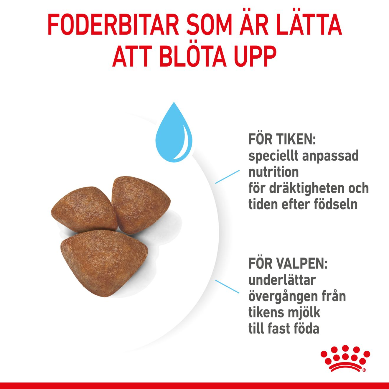 Royal Canin Mini Starter Torrfoder för hundvalp