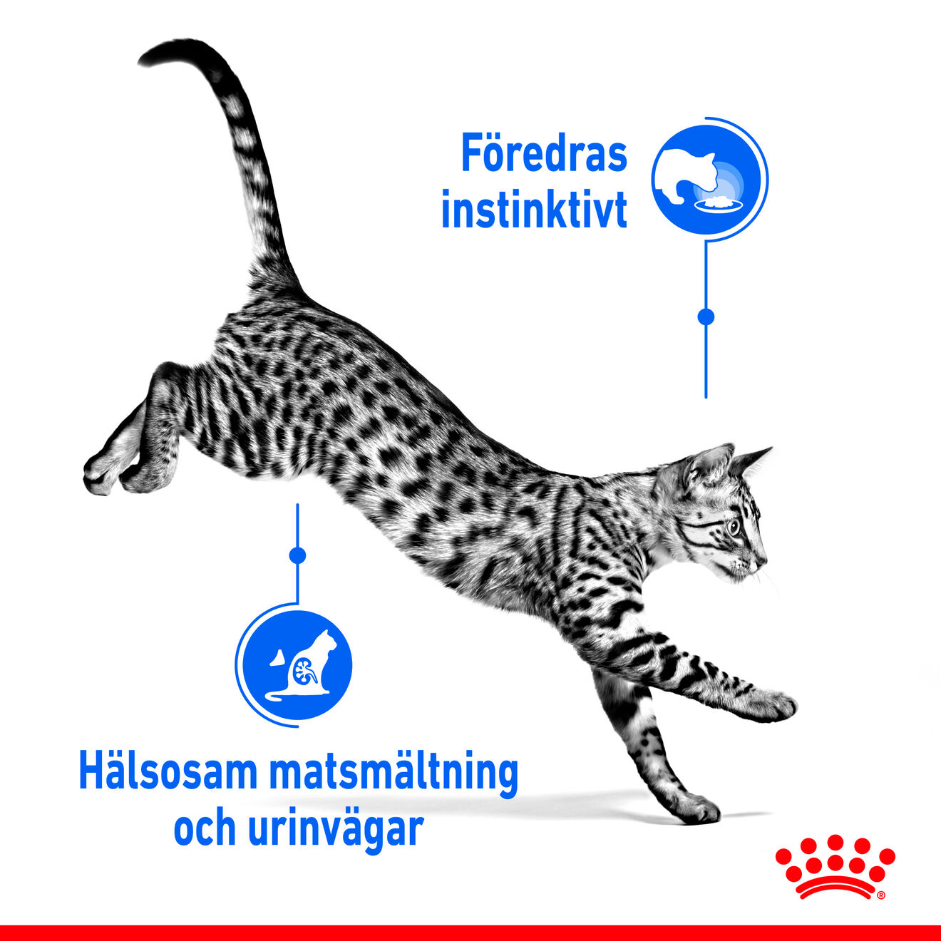 Royal Canin Indoor Gravy Adult Våtfoder för katt