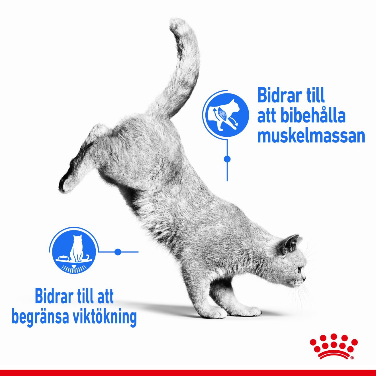 Royal Canin Light Weight Care Jelly Adult Våtfoder för katt