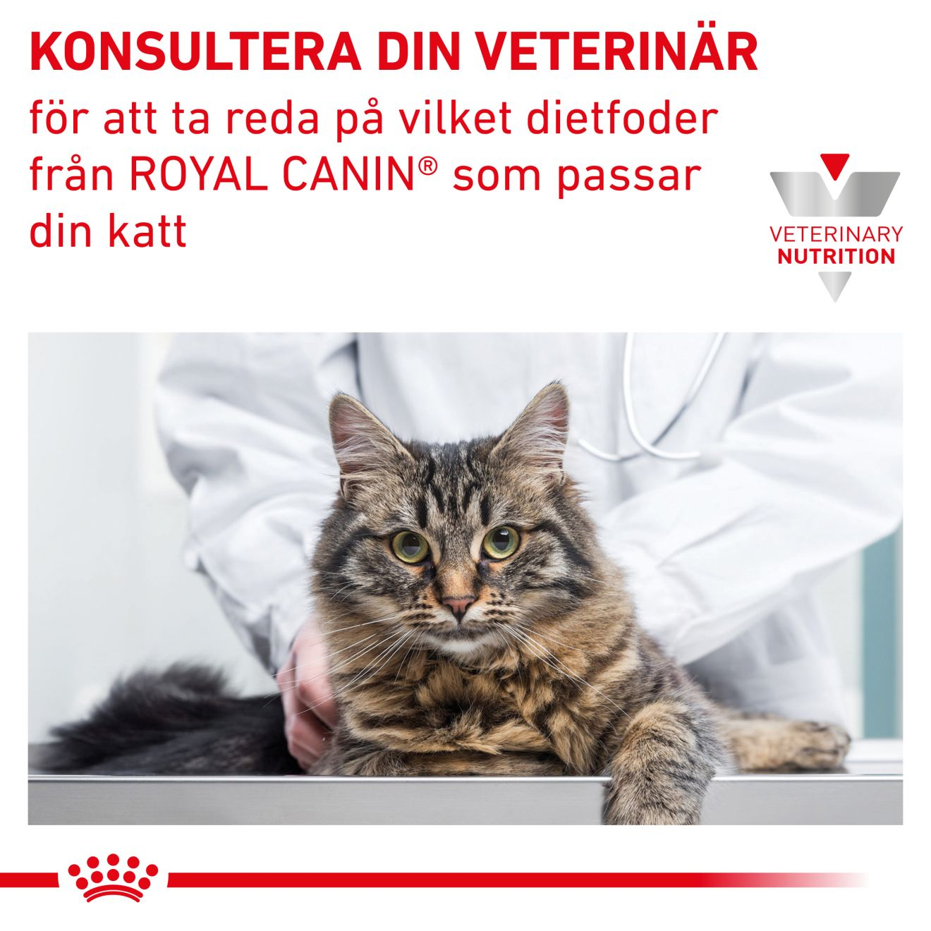 Royal Canin Veterinary Diets Vital Early Renal våtfoder för katt