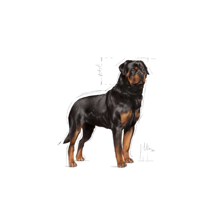 Royal Canin Rottweiler Adult Torrfoder för hund