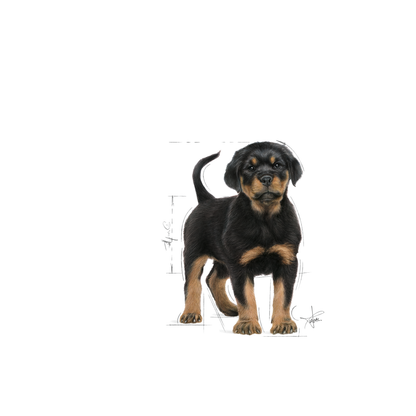 Royal Canin Rottweiler Puppy Torrfoder för hundvalp